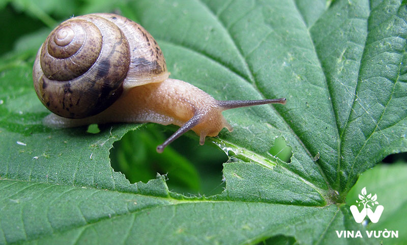 How to kill snails with garlic